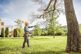 Best Tree Disease Treatment  in Dauphin, PA