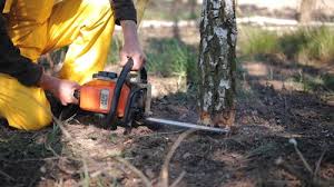 Best Arborist Consultation Services  in Dauphin, PA