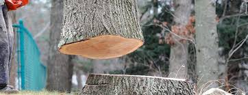 Dauphin, PA Tree Care Company