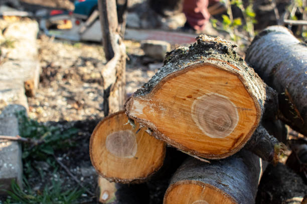  Dauphin, PA Tree Care Pros