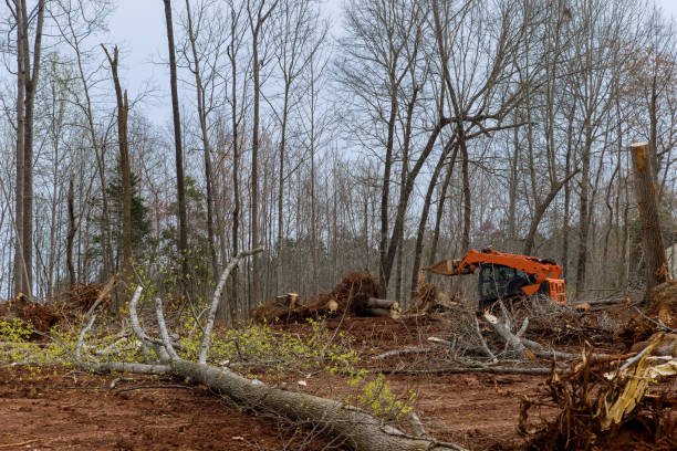 How Our Tree Care Process Works  in  Dauphin, PA