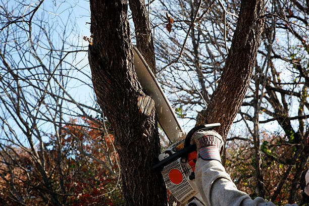 Best Tree Cabling and Bracing  in Dauphin, PA