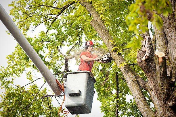 Seasonal Cleanup (Spring/Fall) in Dauphin, PA