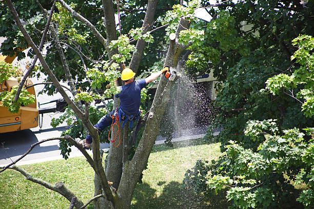 How Our Tree Care Process Works  in  Dauphin, PA